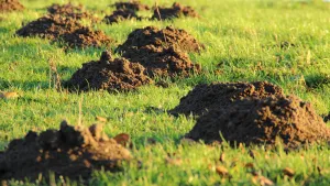 Preparat na grzyby w ogrodzie - który będzie najskuteczniejszy?