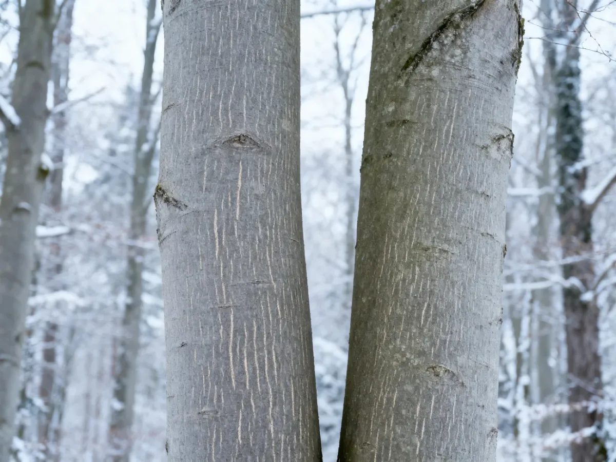 Gładkie szare pnie buka i grabu